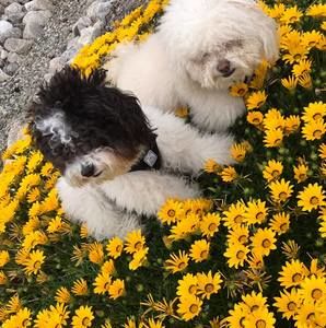 Meet your Posher, Minerva